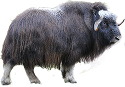 Muskox