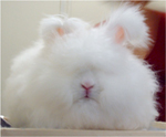 angora