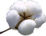 cotton3