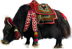 yak