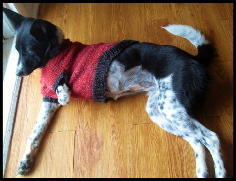 Πατρόν για πουλόβερ σκύλου dog3